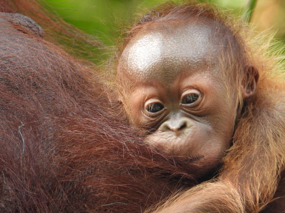 orangutan baby in Sarawak