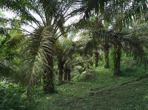 Ecuador palm oil
