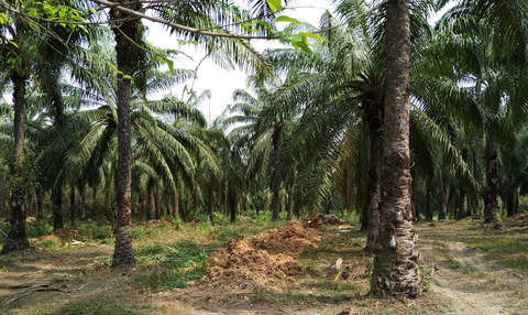 palm oil in Colombia 