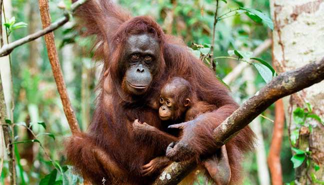 Orangutans in Malaysia