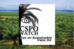 Palm oil news CSPO