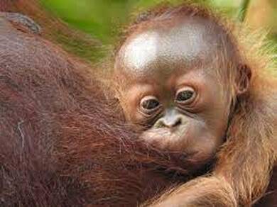 Fate of the orangutans in your hands