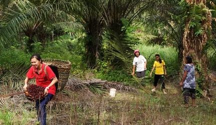 No deforestation palm oil Malaysia