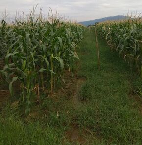 Malaysia agriculture corn Picture