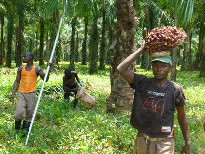Palm oil Africa primates Feronia