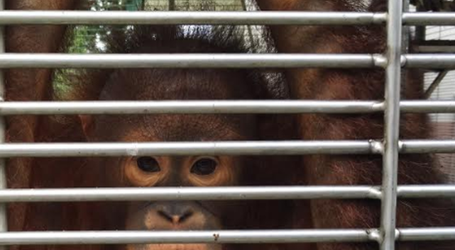 Selfridges, palm oil, orangutans