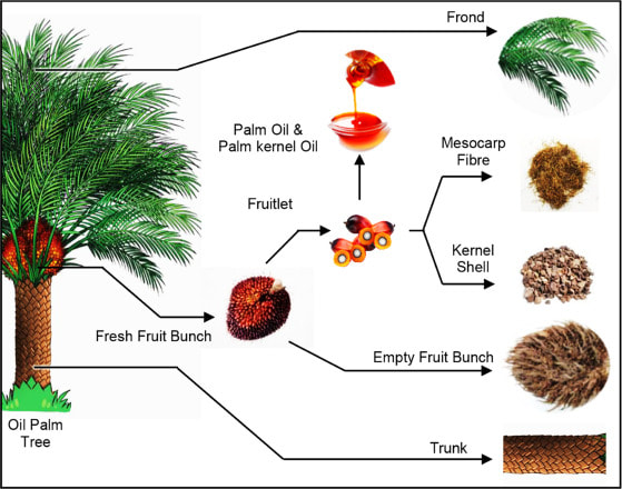 biomass from palm oil
